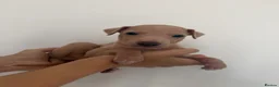 Italian Greyhound dogs for sale: Italian Greyhound puppies  in London - Advert 16