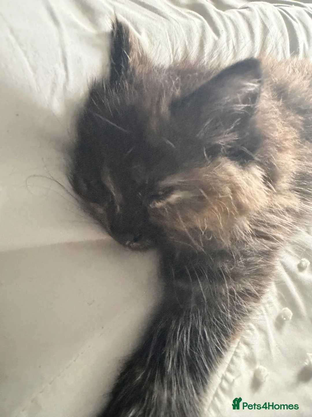 Mixed Breed cats for sale: Ready for forever home  - Advert 7