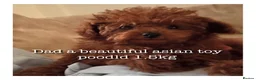 Cavapoo dogs for sale: Luxury small cavapoo - Advert 4