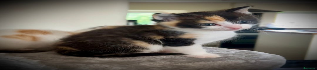Ragdoll Kitten 4