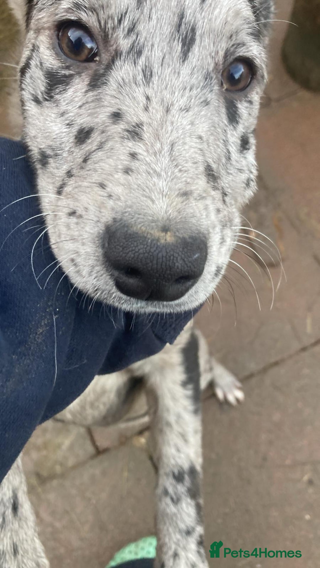 Mixed Breed dogs for sale: Labrador cross lurcher puppy girl  - Advert 2