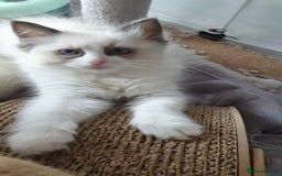 Ragdoll cats for sale: GCCF Active Blue Mitted Stud male for sale - Image 26