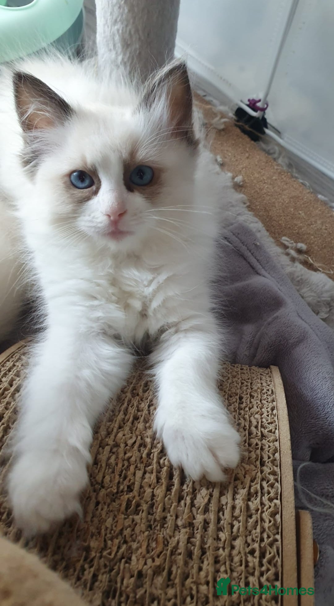 Ragdoll cats for sale: GCCF Active Blue Mitted Stud male for sale - Image 26