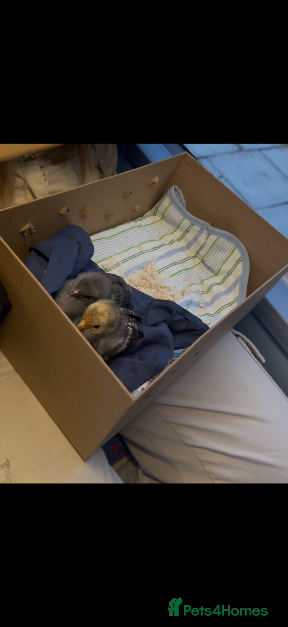 Mixed Breed birds 2 gold and grey baby chicks  - Advert 3