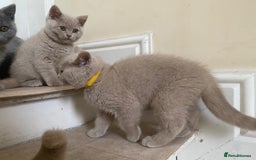 British Shorthair cats for sale: GCCF Active Championship line Blue & Lilac Kittens - Image 16