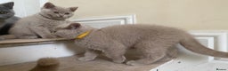 British Shorthair cats for sale: GCCF Active Championship line Blue & Lilac Kittens - Advert 10