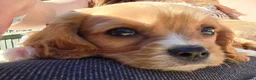 Cavalier King Charles Spaniel dogs for sale: 7 month old king charles spaniel in Littlehampton - Advert 8