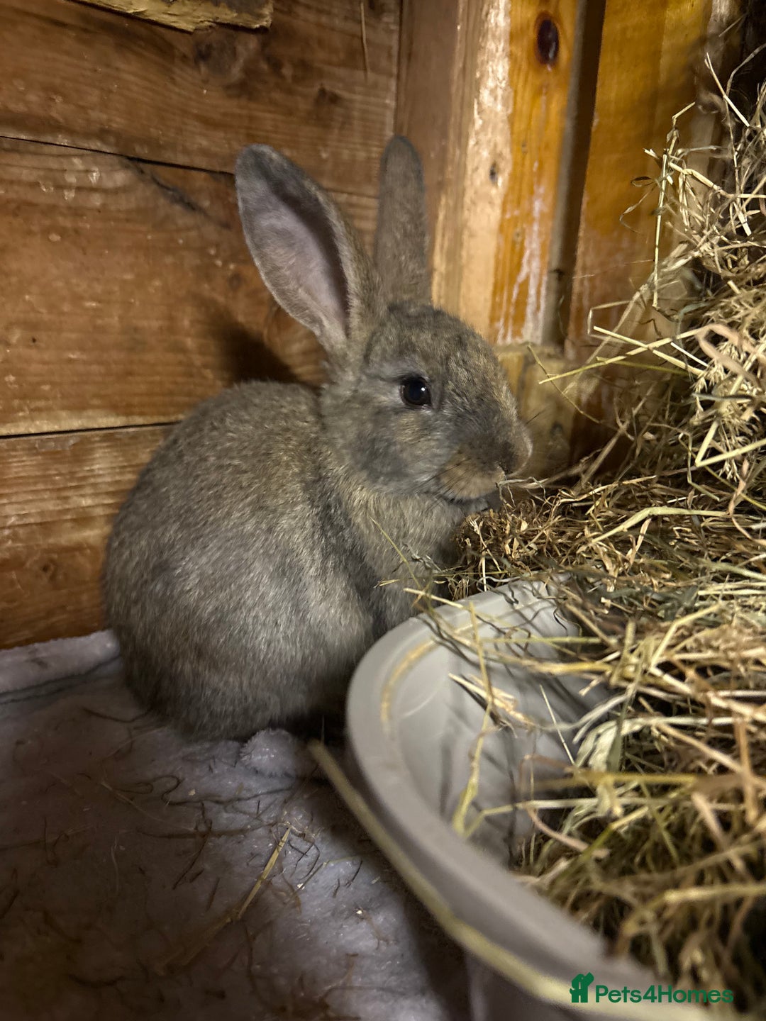 Mini Lion Lop rabbits for sale: Gorgeous angora/lionhead baby bunnies - Image 1