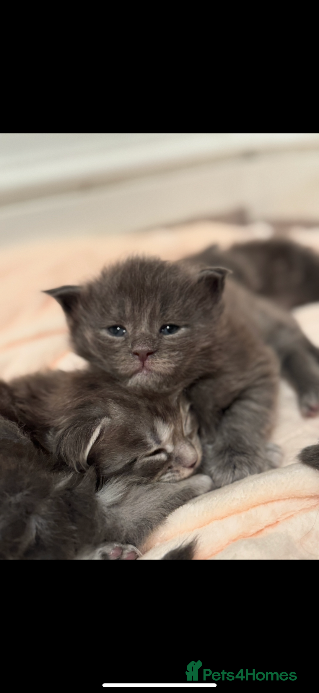 Maine Coon cats for sale: Maine Coon TICA registered✨ - Advert 10