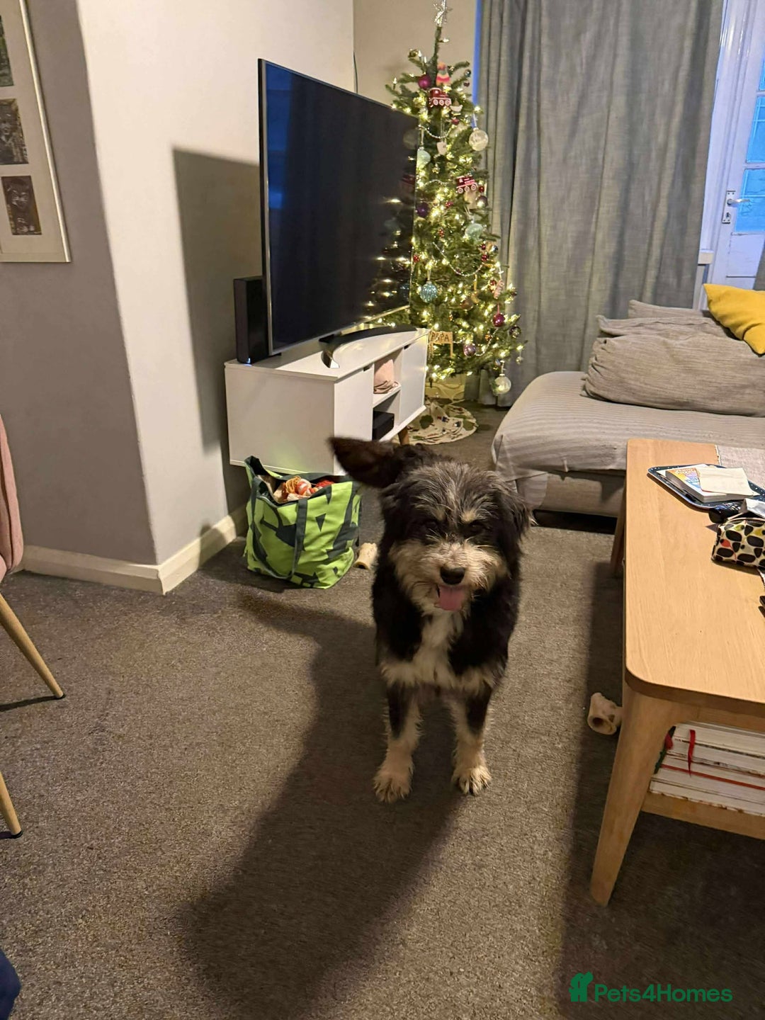 Mixed Breed dogs for adoption: Naty looking for her forever home!  - Advert 2