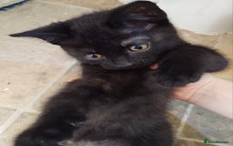 Domestic Shorthair cats for sale: 3 black kitties for sale - Image 3