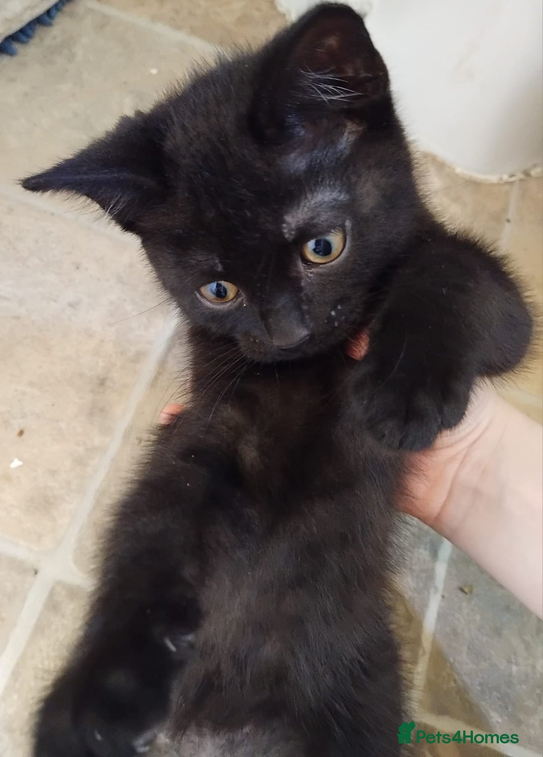 Domestic Shorthair cats for sale: 3 black kitties for sale - Image 3