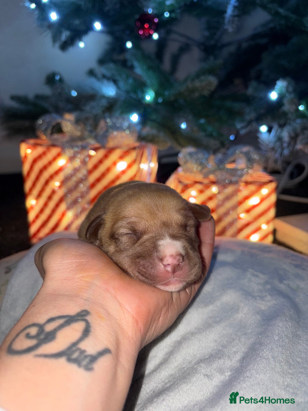 Staffordshire Bull Terrier dogs for sale: Staffie mix pups  - Advert 6