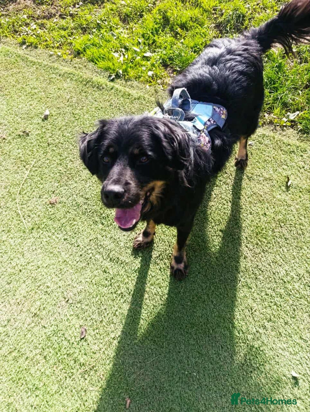 Mixed Breed dogs for adoption: ALEXANDER in Ashford - Advert 18