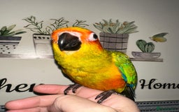 Conures birds for sale: Beautiful Hand-reared tame Sun Conure  - Advert 6