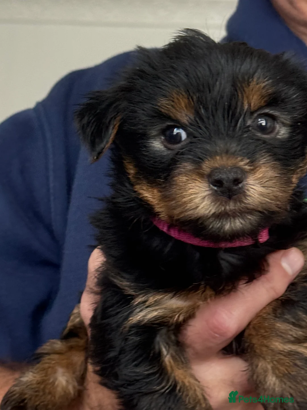 Yorkshire Terrier dogs for sale: Yorkshire terriers - Advert 2