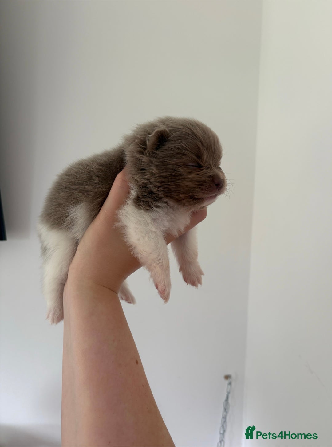 Pomeranian dogs for sale: ✨NEW LOWERED PRICE✨ Pomeranian puppies 🐶  - Image 24
