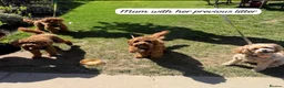Cavapoo dogs for sale: Beautiful F1b Red Cavapoo Puppies - Advert 13