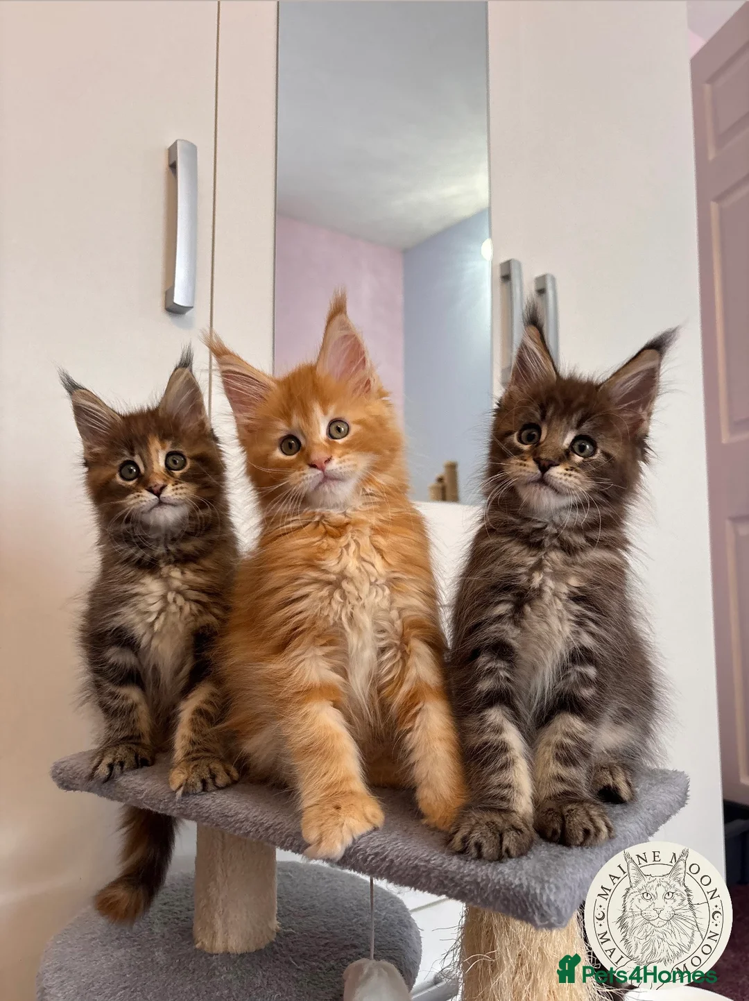 Maine Coon cats for sale: ✨5 Gorgouse GCCF Pure bred MaineCoon Kittens.  - Advert 1