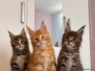Maine Coon cats ✨5 Gorgouse GCCF Pure bred MaineCoon Kittens. - Advert 1