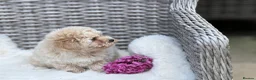 Cavapoochon dogs for sale: Two beautiful cavapoochon girls - Advert 6