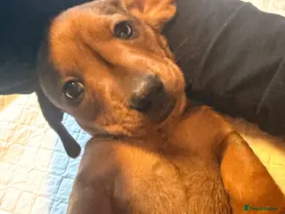 Miniature Dachshund dogs Miniature Dachshund Puppies - Advert 1