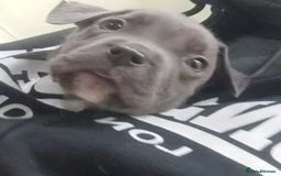 Mixed Breed dogs for sale: Caine corso/ American bully 10 weeks - Advert 14