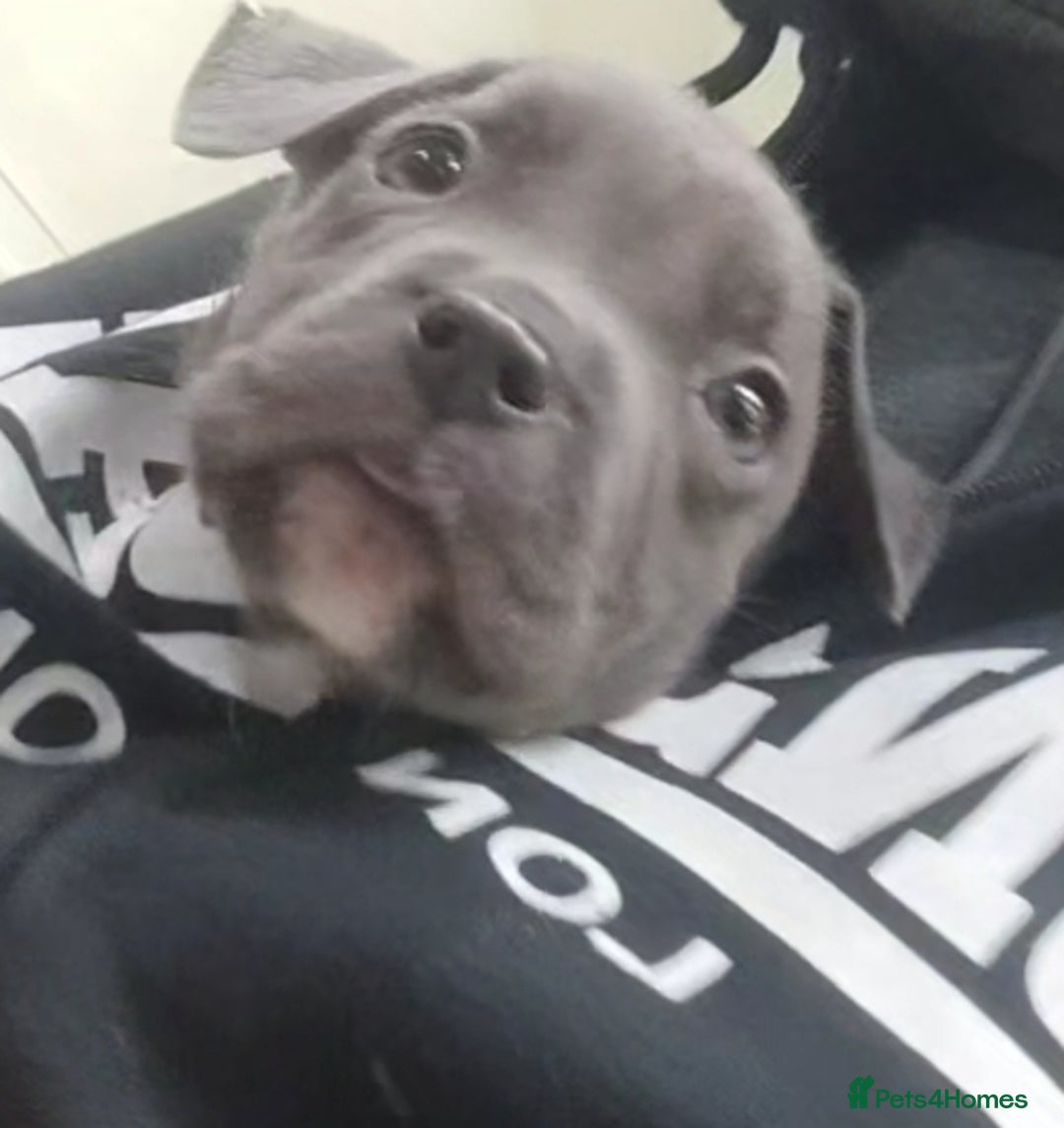 Mixed Breed dogs for sale: Caine corso/ American bully 10 weeks - Advert 14