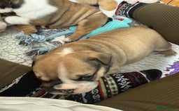 English Bulldog dogs for sale: KC Reg English Bulldog Pups - Image 4