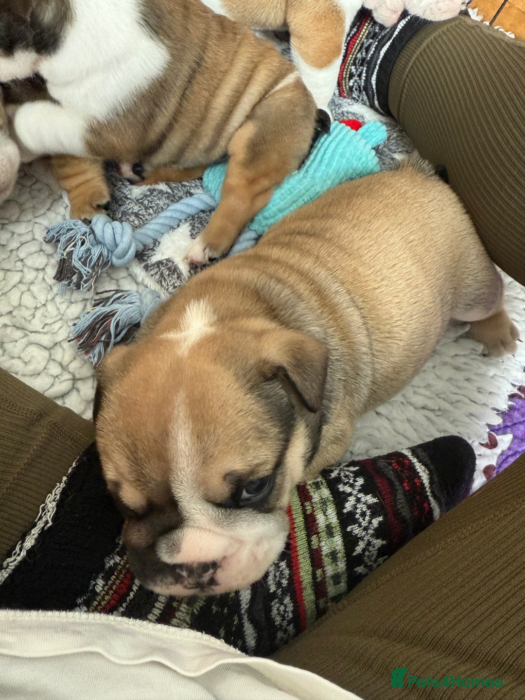 English Bulldog dogs for sale: KC Reg English Bulldog Pups - Image 4