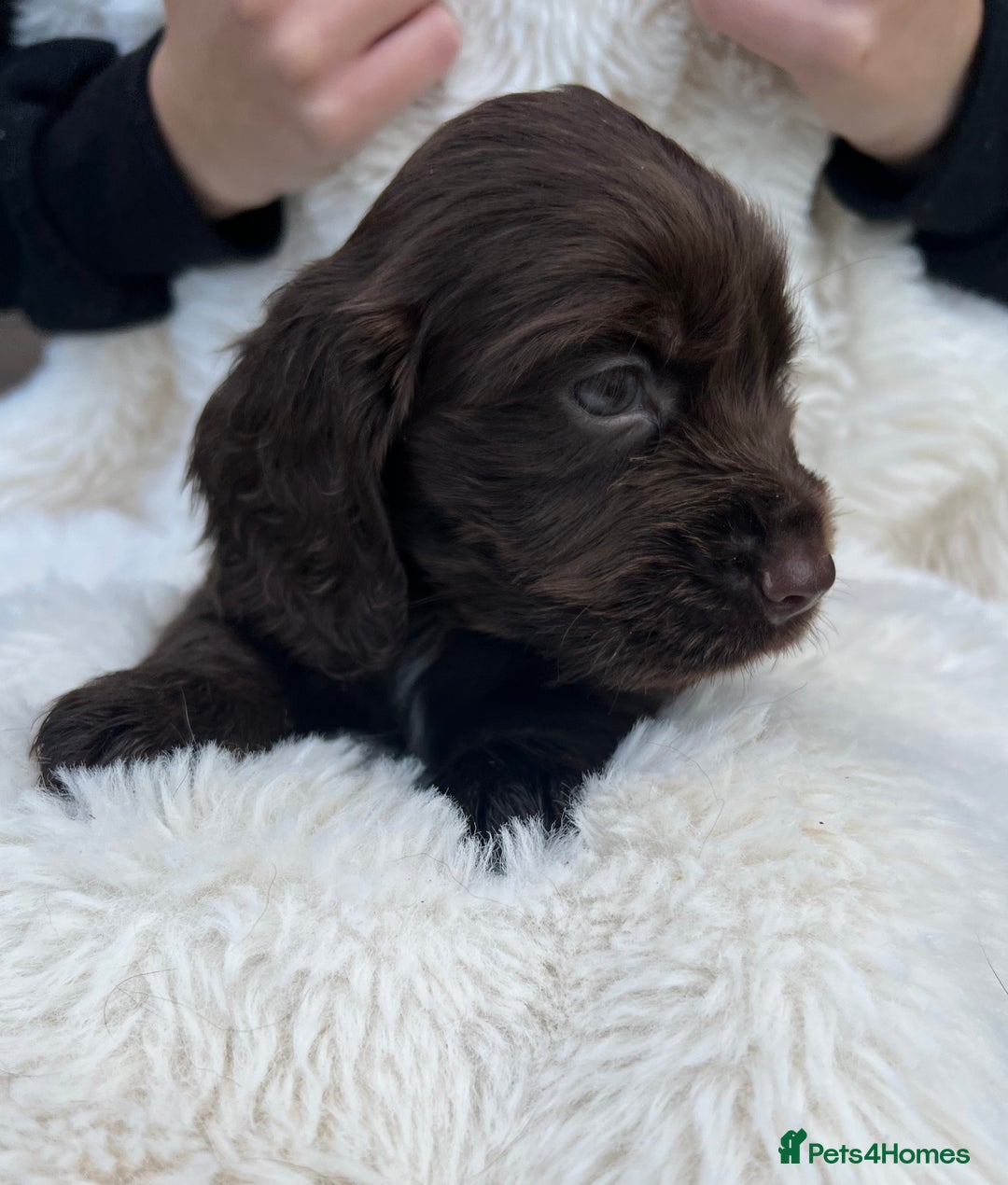 Cocker Spaniel dogs for sale: Gorgeous show type cocker spaniels - Image 3