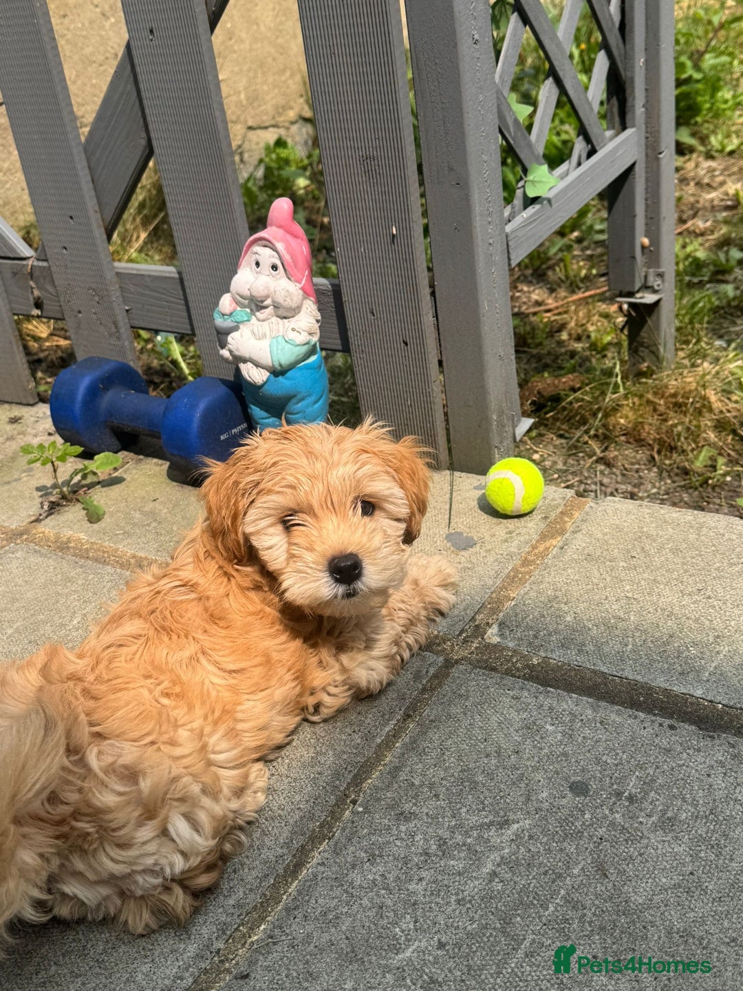 Maltipoo dogs for sale: Maltipoo puppy - 14 wks  - Image 1