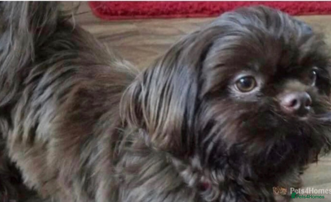 Shih Tzu dogs for sale: Stunning solid KC chocolate puppies  - Image 12