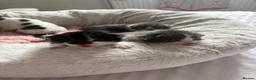 Mixed Breed cats for sale: 2 x Kittens for Sale  in Clackmannan - Advert 8