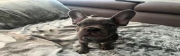 French Bulldog dogs for sale: 9 week old blue French bulldog  in Gravesend - Advert 5