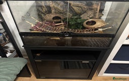Frog reptiles for sale: White Tree Frogs - Image 7