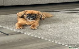 Mixed Breed dogs for sale: Rehomed due to personal circumstances  - Image 3