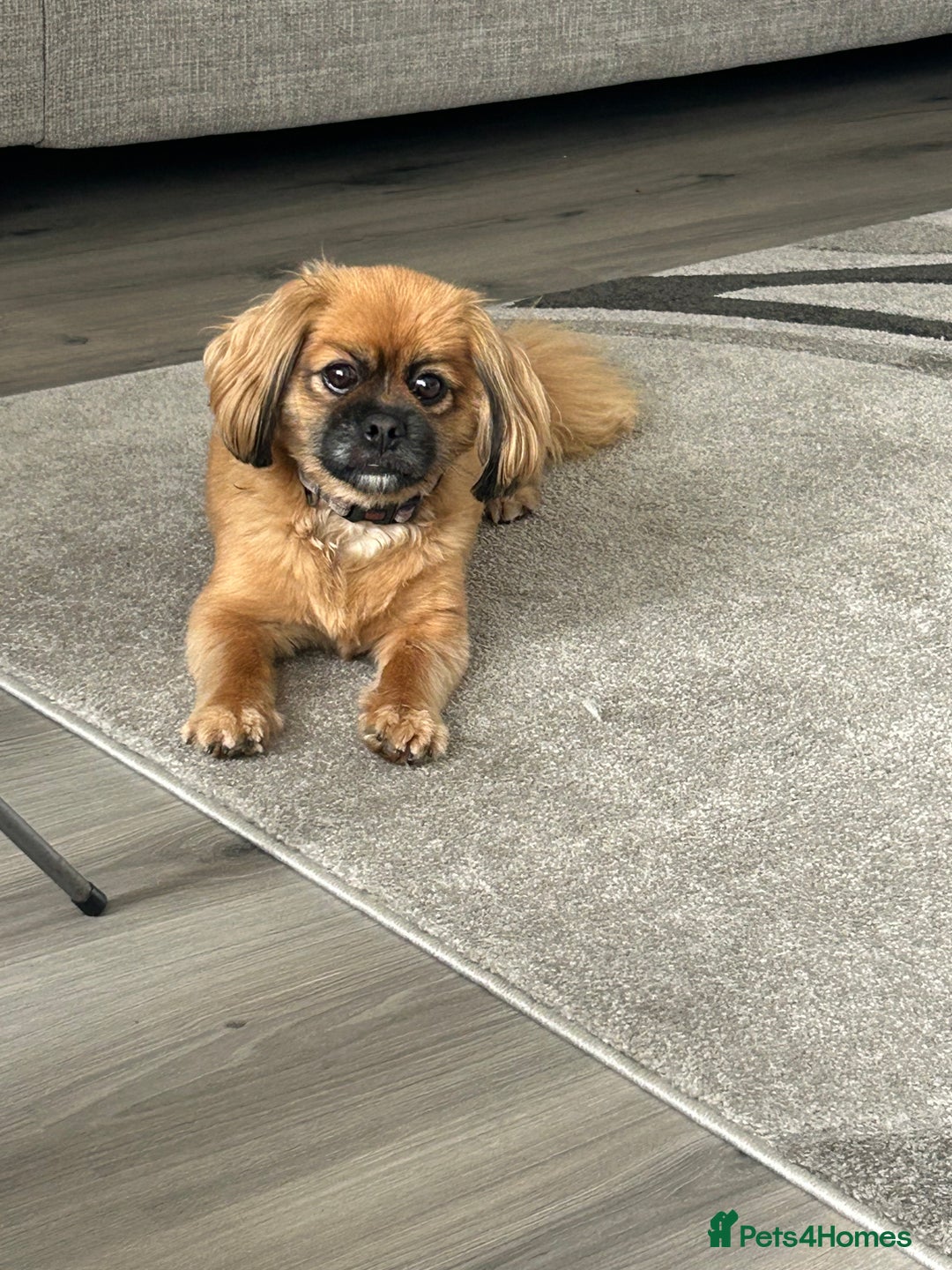 Mixed Breed dogs for sale: Rehomed due to personal circumstances  - Image 3