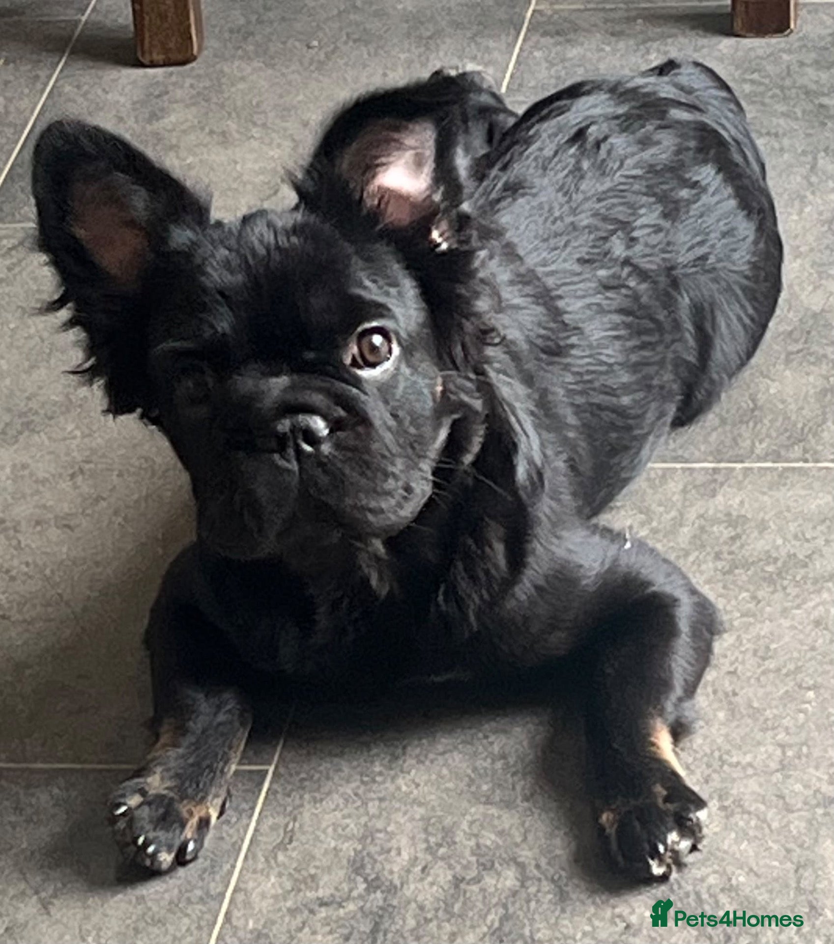 French Bulldog dogs Fluffy Frenchie female  - Advert 1