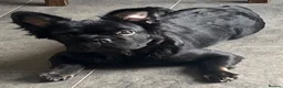French Bulldog dogs for sale: Fluffy Frenchie female  - Advert 1
