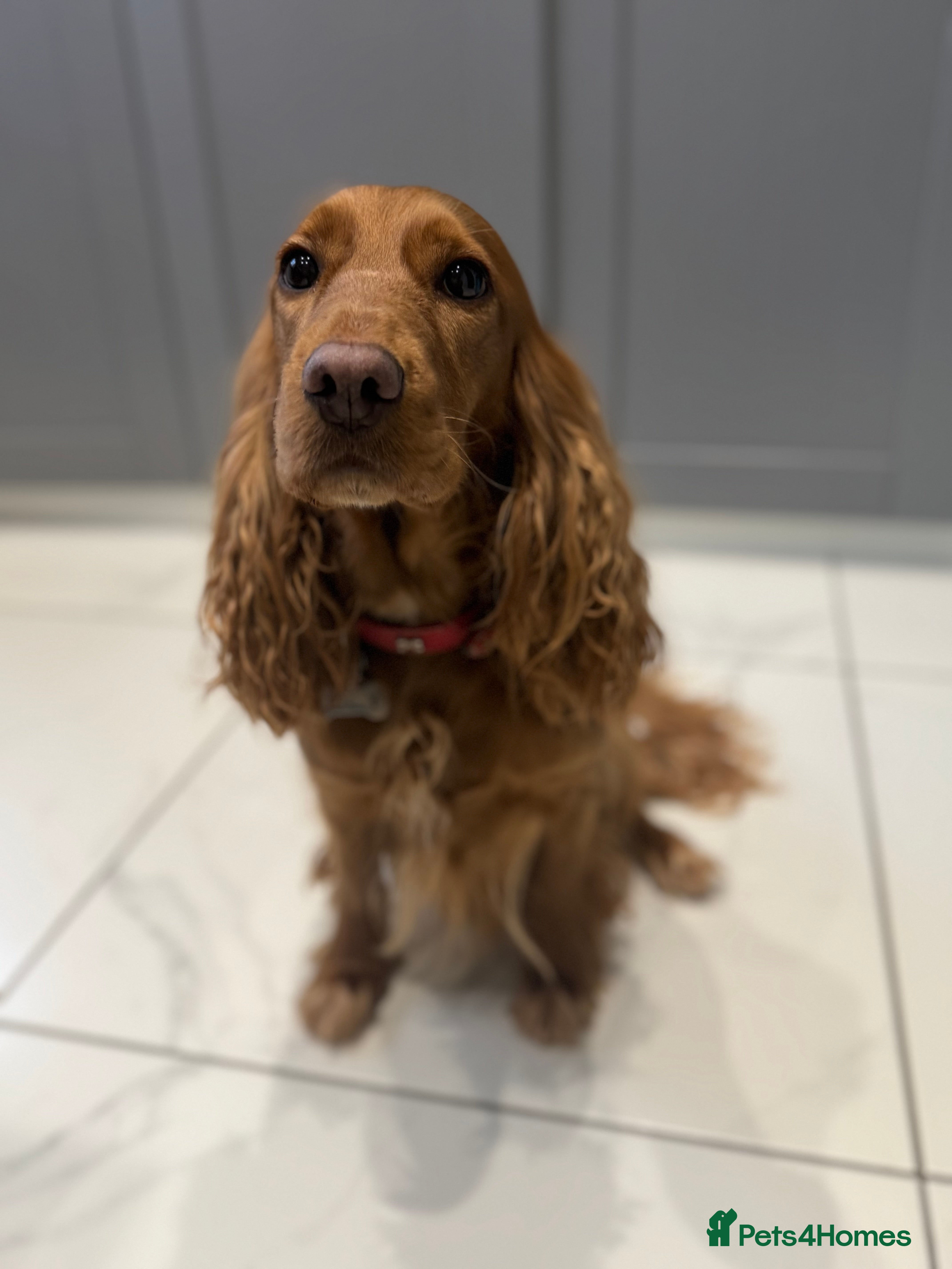 Cocker Spaniel dogs Show cocker spaniel  - Advert 1