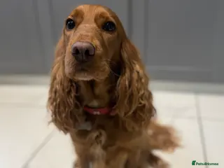 Cocker Spaniel dogs Show cocker spaniel - Advert 7