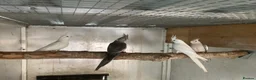 Cockatiels birds for sale: 2026 Young ALBINO / PIED /GREY Cockatiels  - Advert 5