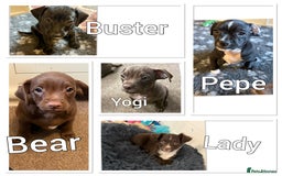 Mixed Breed dogs for sale: French bulldog/cockerspaniel 12 weeks old   - Advert 5