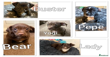 Mixed Breed dogs - Advert 4