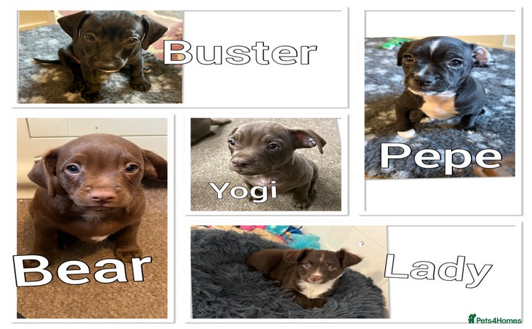 Mixed Breed dogs - Advert 13