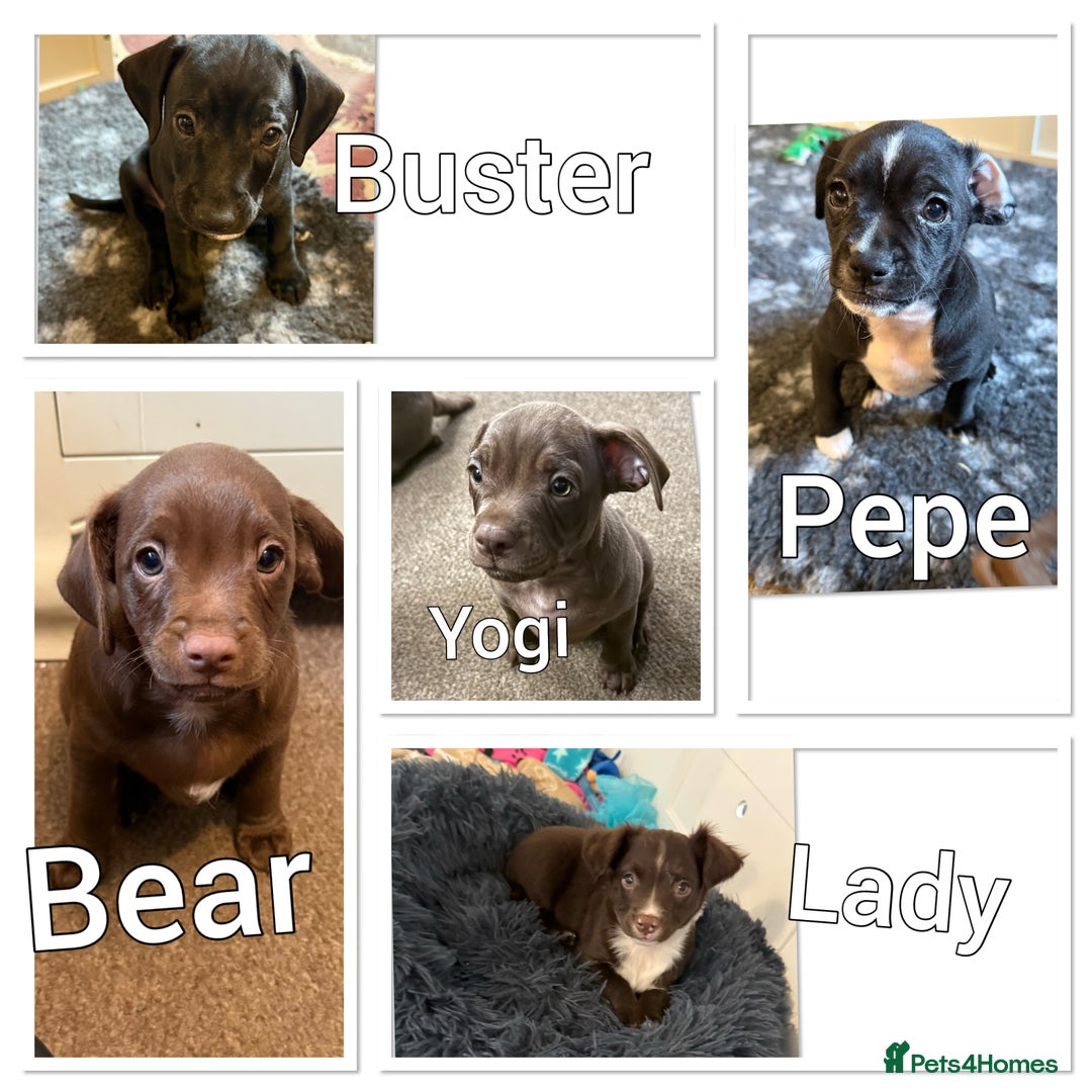 Mixed Breed dogs for sale: French bulldog/cockerspaniel 12 weeks old   - Advert 5