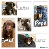 Mixed Breed dogs - Advert 4