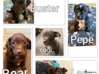 Mixed Breed dogs - Advert 9