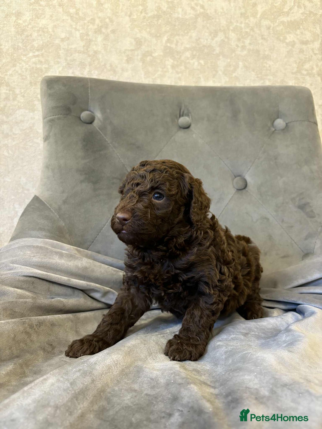 Mini Goldendoodle dogs for sale: LAST 2❗️Miniature goldenoodle pups ready now🏡🌟  - Advert 21